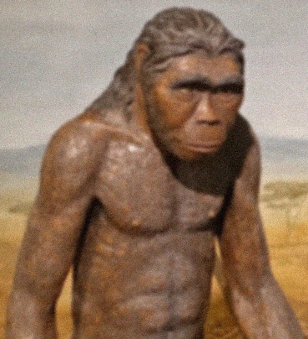 Homo habilis