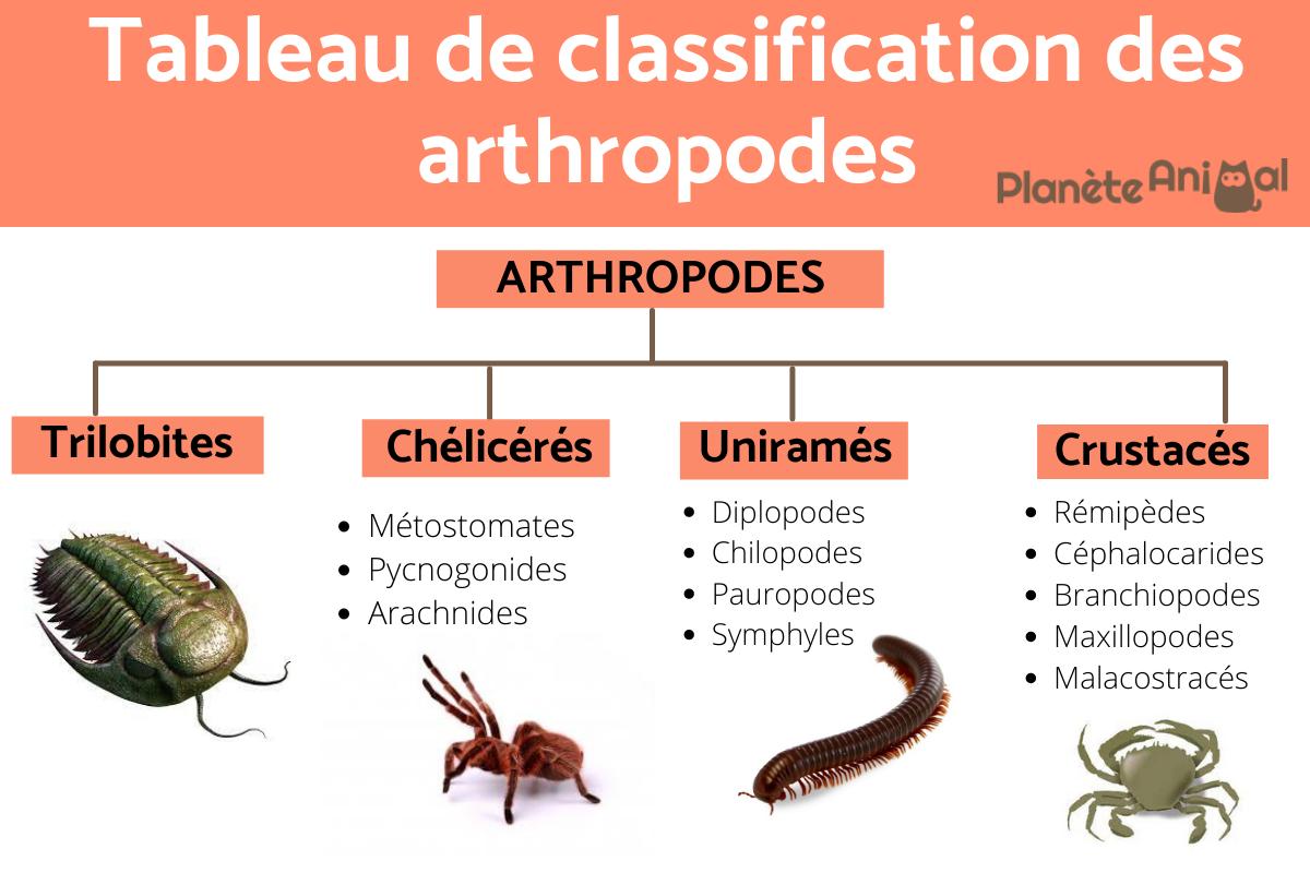arthropodes