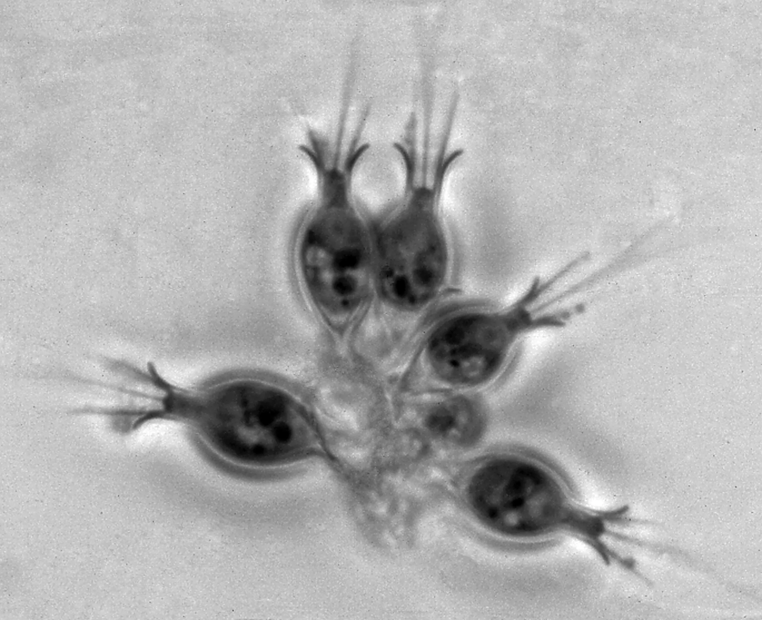 salpingoeca sp choanoflagellate barry scaled