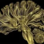 Neurones – Les intelligences simulées